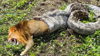 10 Craziest Animal Fights in the Animal Kingdom