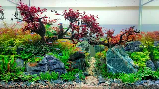 #192 Autumn "Sakura bonsai Aquascape" (subtitle english)