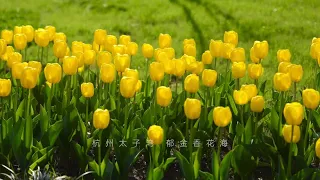 Tulips by West Lake in Hangzhou, China