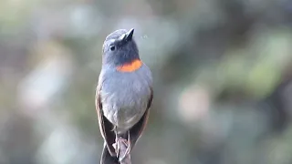 रूफस गॉर्जेटेड फ्लाईकैचर नर Rufous gorgeted flycatcher male