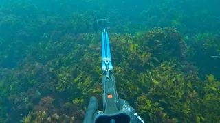 Spearfishing The Island Reefs