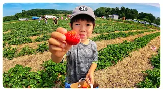 Strawberry Picking 採草莓(Uncle Scotts Farm)