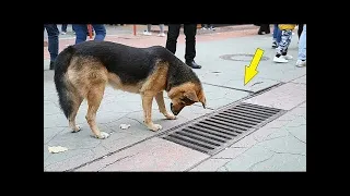 Un perro iba todos los días y observaba el alcantarillado. Al abrirlo ¡LA GENTE SE SORPRENDIÓ!