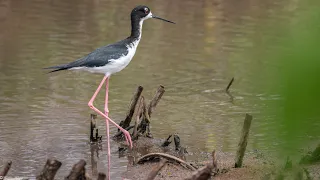 Endangered Hawaiian Waterbirds Forage and Frolic at the Pearl Harbor National Wildlife Refuge