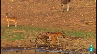 Secretos de la India Salvaje: Las Selvas del Tigre - Grandes Documentales