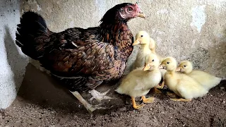 Hen Raising Ducklings || Can a Chicken Raise a Duck?