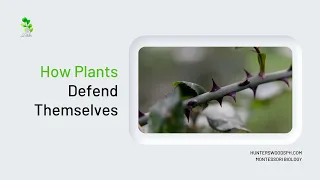 How Plants Defend Themselves - Montessori Biology - HuntersWoodsPH.com