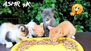 6 week old Kittens Eating Delicious Food 4k /asmr cat eating 17