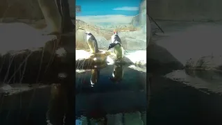 Папуанский пингвин выпрыгивает из воды. Gentoo penguin jump. Pygoscelis papua