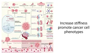 Cancer phenotype and Extra cellular Matrix (ECM) Stiffness #Code: 551