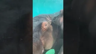 Baby hippo and mom