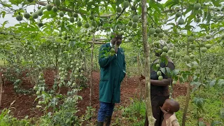 PASSION FRUIT GROWING FOR BEGINNERS