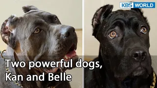 Two powerful dogs, Kan and Belle (Dogs are incredible EP.120-1) | KBS WORLD TV 220503