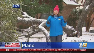 Winter Storm Results In More Than 100 Downed Trees In Plano