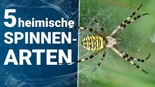 Heimische Spinnen 🕷️😨  Die TOP 5 in Deutschland