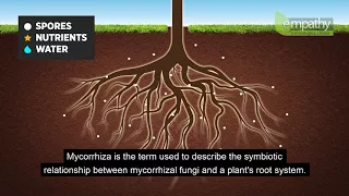 Mycorrhizal Fungi Animation