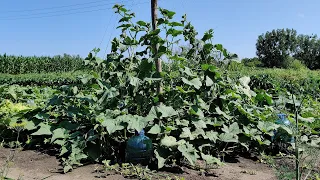 Growing CUCUMBERS  Herringbone (Part 2)