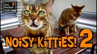 Bengal cats meowing, chirping, yowling - NOISY KITTIES 2!