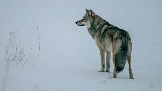 Волк отомстил, но сделал это без единой капли крови...