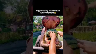 HIPPO EATING WATERMELON 🍉🍉 FUNNY MOMENT #Shorts #shortvideo #youtubevideo #youtubeshorts
