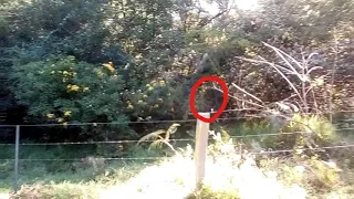 Yowie/Bigfoot, tree peeking