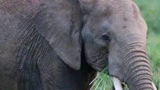Saving endangered elephants: How the U.S. is trying to help