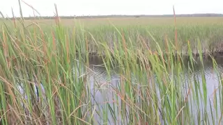 Skunk Ape Research Headquarters - Hunting Down The Everglades Creature