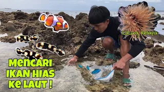 Berburu IKAN HIAS ke Laut dapat banyak isi akuarium