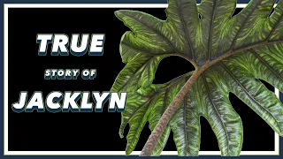 The DRAMA Filled Past of Alocasia Jacklyn | Alocasia tandurusa | Pretty in Green Documentary