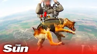 Putin’s war dogs parachute into battle from 13,000ft strapped to Russian soldiers in crazy video