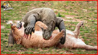 Komodo Dragon: The World's Largest and Most Brutal Reptile! - Komodo Dragon Facts