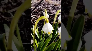 Подснежники в апреле.