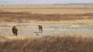 buffalos challenging lions in the crater Ngorongoro