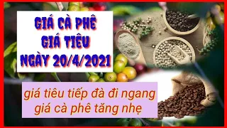 giá cà phê hôm nay, giá tiêu ngày 20/4/2021.cà phê tăng nhẹ -Cao Hiếu Vlog