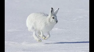 Удачное закрытие охоты на зайца!