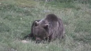 Brown bear in Croatia