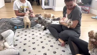 Monroe’s mini Aussie mountain doodle puppies socializing with family .💕💕 6 wks old this week.