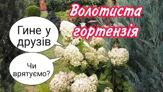 Гортензія ВОЛОТИСТА. Гине у друзів.Поїхали РЯТУВАТИ. Правильна посадка,ГРУНТ, посадочна яма.