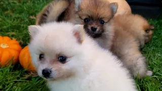 201019 pom pups