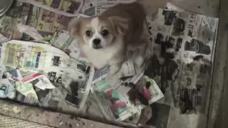 "Puppy Mill In Paradise" Inside an Oahu puppy mill. Last Chance for Animals. LCA