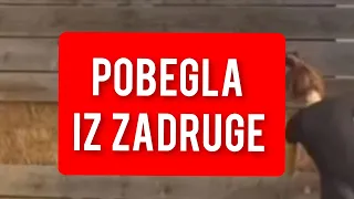 PRED KRAJ ZADRUGE POBEGLA - razvalila ogradu i zauvek napustila rijaliti