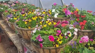 KBV-1173 Sinfin Moor Allotments Hanging Baskets. Orders Now Being Taken Watch 2m Video for more info