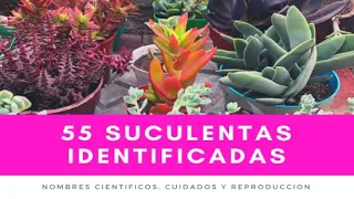 55 IDENTIFIED SUCCULENTS | Scientific names, care and reproduction