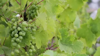 Grape Vineyard 4K Regulation  video