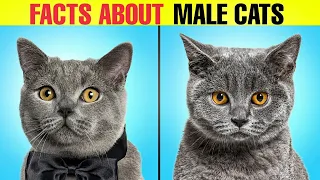 5 Fascinating Facts About Male Cats