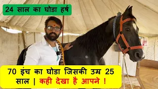 70 इंच का मारवाड़ी घोडा जिसकी उम्र 25 साल | कही देखा है आपने ! ASHU JI PANDIT PUSKAR