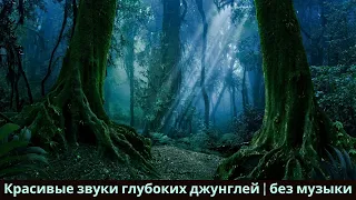 Целебные звуки природы для релаксации и исцеления 🌿 Вдохновляющие цитаты #18