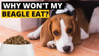 7 Reasons Why your Beagle Refuses to Eat Food