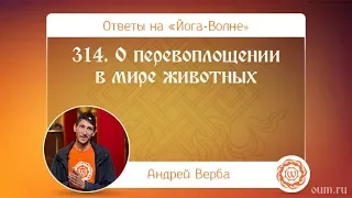 314. О перевоплощении в мире животных. А.Верба. Ответы на «Йога-Волне»