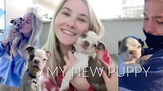 MY NEW PUPPY! Meet my Boston Terrier! | Reiley Collier